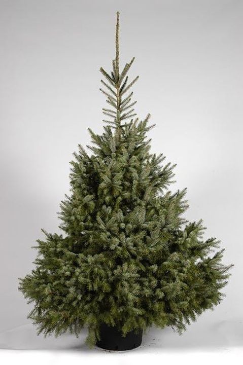 Picea Omorika in pot